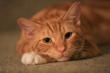 Orange cat on the sofa