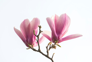 pink flower of magnolia spring branch isolated on white background © xiaoliangge