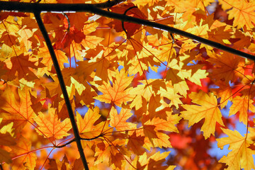 Orange maple leaves and branches on blurred background