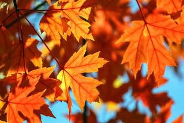 Orange maple leaves on blurred background