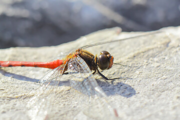 Beautiful red dragonfly sitting on a stone background, faceted eyes close up