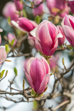 Fototapeta Beautiful magnolia flowers in Spring garden