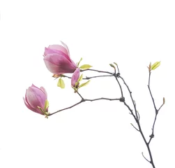 Poster pink flower of magnolia spring branch isolated on white background © xiaoliangge