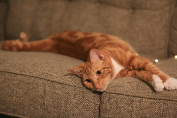 Orange cat on the sofa