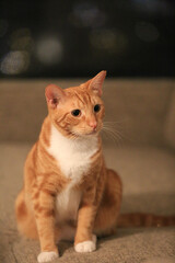 Orange cat on the sofa