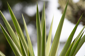 Puntas de hojas, Buenos Aires, 16 de septiembre de 2016