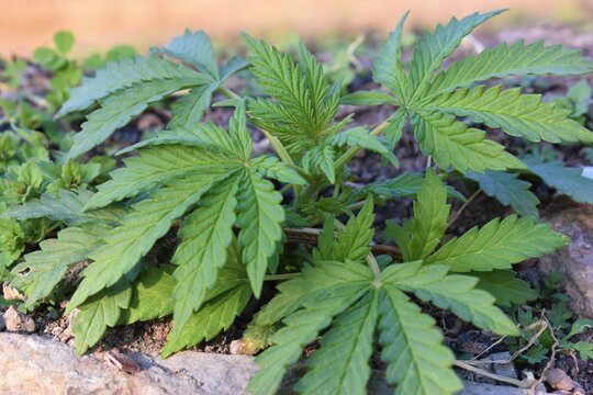 closeup of cannabis sativa also known as bhang in India ,Cannabis is a standoff between a drug and a medicine