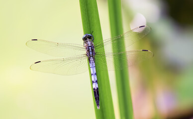 Beautiful green dragonfly hold on green blade of grass on blurry background close up.