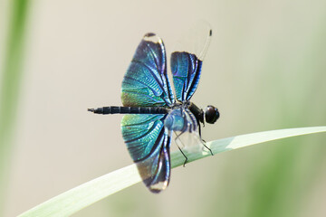 Beautiful colorful dragonfly hold on green blade of grass on blurry background. Beautiful nature scene with dragonfly outdoor.