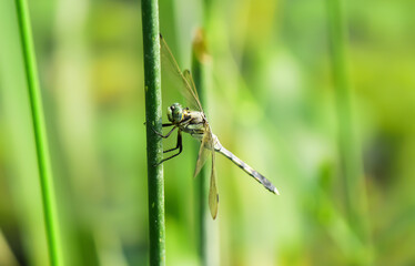 Beautiful green dragonfly hold on green blade of grass on blurry background.