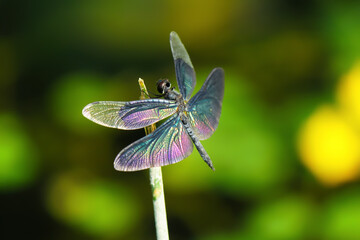 Beautiful colorful dragonfly hold on dry branches on blurry dark background. Beautiful nature scene with dragonfly outdoor.