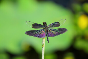 Beautiful colorful dragonfly hold on dry branches on blurry background. Beautiful nature scene with dragonfly outdoor.