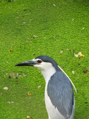grey heron ardea cinerea