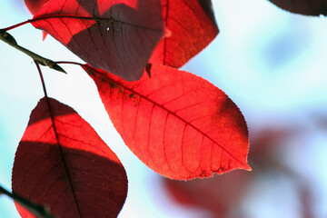 red leaves on blue sky background close up