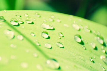 Macro shot of drops on the leaves of lilies of the valley close-up macro on the sun in the forest
