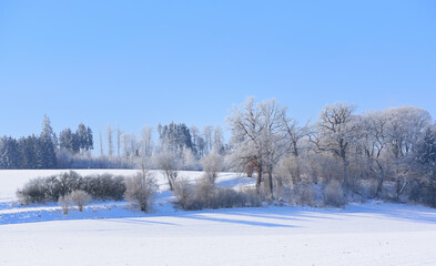 Winter landscape in Bavaria with trees and snow, wide fields covered with snow, in front of a blue sky