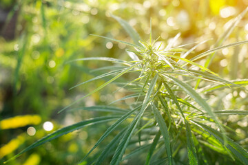 Close up green leaf of marijuana.Marijuana plants in garden