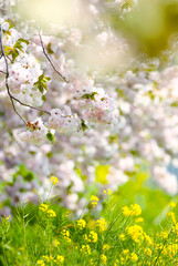 Obraz premium 信州 小布施 ヤエザクラの花