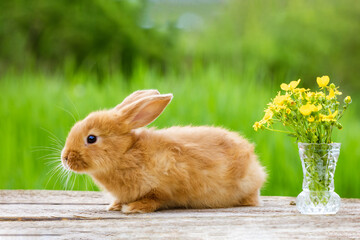 Cute ginger rabbit with a bouquet of yellow flowers on a green nature background