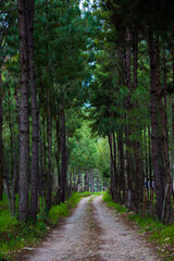 Obraz premium Camino en bosque verde mágico de Guatemala 