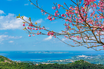 緋寒桜と伊江島