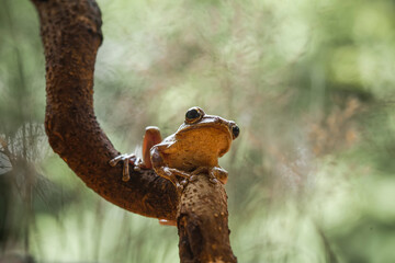 Tree Frog with Defects in Toes