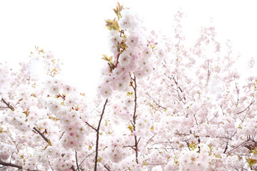 信州　小布施　ヤエザクラ