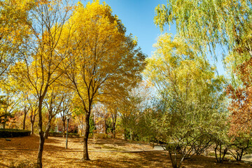 Yellowed trees in a park with foliage on the ground