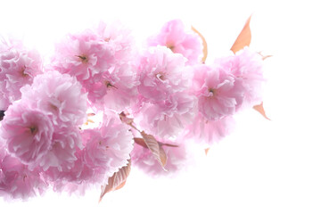 信州　小布施　ヤエザクラ