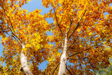 Tree branches with autumn foliage