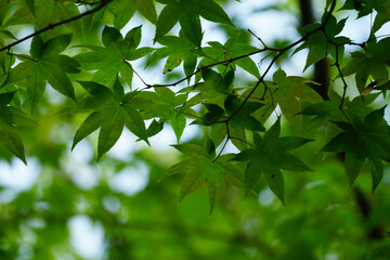 Fototapeta na wymiar 日本楓の緑の葉