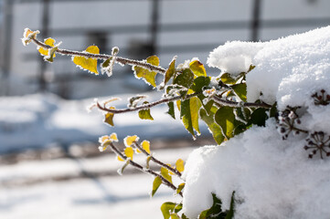 ice crystals on the twig on an ivy