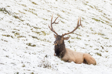 Bull elk resting in snow covered meadow.