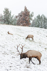 Dominant Bull elk marking territory in close proximity to its harem