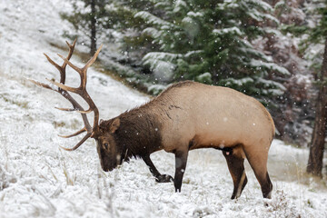 Mature bull elk marking its territory by peeing on one spot.