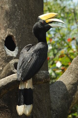 The hornbill or in its scientific name, Buceros bicornis, with a natural background. Wild animal.