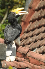 The hornbill or in its scientific name, Buceros bicornis, with a natural background. Wild animal.