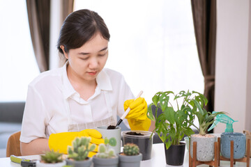 Cheerful happy Asian woman planting a small houseplant 