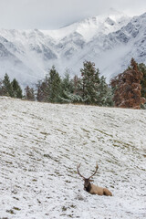 Huge Bull elk resting in snow covered meadow.