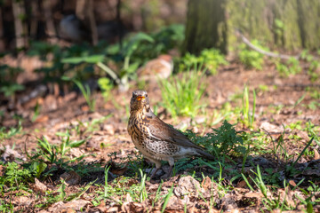 Fieldfare, Turdus pilaris, on a sprng lawn.