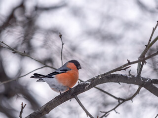 Bullfinch sitting on a branch. Beautiful bird with a red breast on a branch in winter. The Eurasian bullfinch, common bullfinch or bullfinch, lat. Pyrrhula pyrrhula