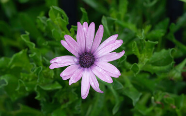 pink flower in the garden