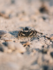 crab on the sand on the beach
