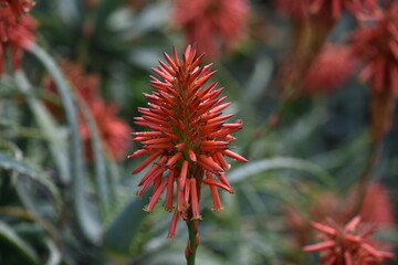 beautiful succulent aloe plant and red flowers