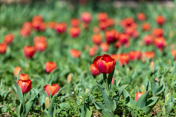 Red tulips banner. Glade of tulips flowers with open buds. Exhibition of flowers in the spring.