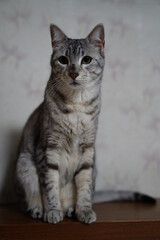 遊ぶエジプシャンマウ