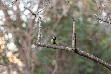 bird titmouse with a yellow belly, Titmouse on the branch.
