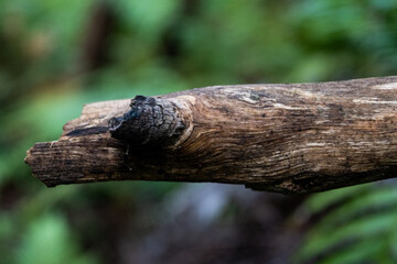 close up of a tree