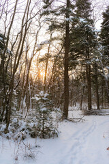 Coniferous trees in the winter forest at sunset, covered with snow