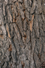 Background embossed texture tree bark